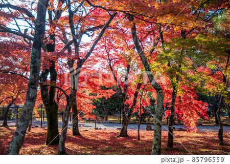 嵐山天龍寺の美しい鮮やかな紅葉 85796559
