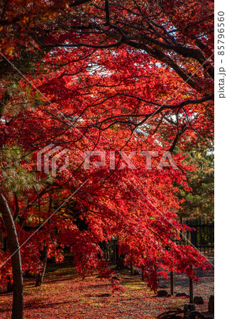 嵐山天龍寺の美しい鮮やかな紅葉 85796560