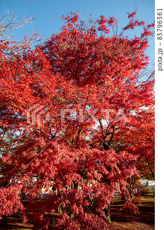 嵐山天龍寺の美しい鮮やかな紅葉 嵐山天龍寺の美しい鮮やかな紅葉 85796561