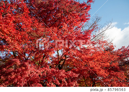 嵐山天龍寺の美しい鮮やかな紅葉 85796563