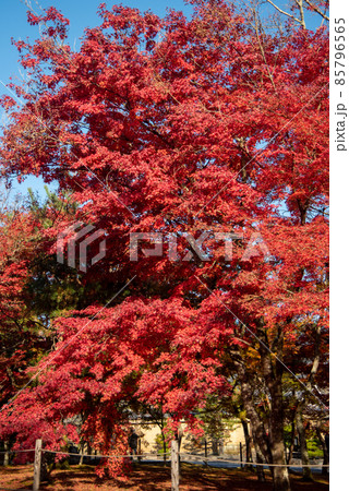 嵐山天龍寺の美しい鮮やかな紅葉 嵐山天龍寺の美しい鮮やかな紅葉 85796565