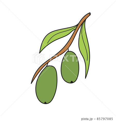 Simple cartoon icon. Branch of olive. Flat vector colorful illustration. 85797085