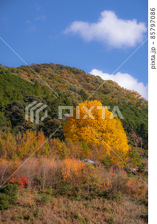 秋の福定の大イチョウ　和歌山県田辺市中辺路町　宝泉寺 85797086