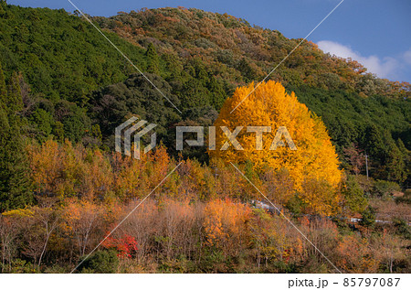 秋の福定の大イチョウ　和歌山県田辺市中辺路町　宝泉寺 85797087