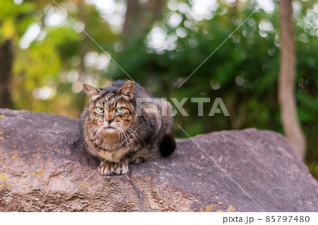 大阪城公園の猫 大阪城公園の猫 85797480