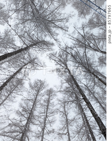 雪の積もった木々を見上げる 85797665