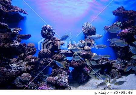Colorful exotic tropical fishes underwater in aquarium. 85798548