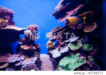 Colorful exotic tropical fishes underwater in aquarium. 85798571
