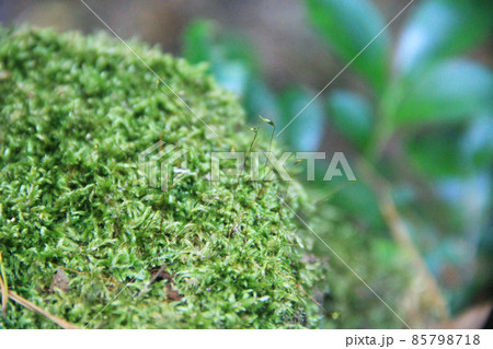 苔から生える芽 苔から生える芽 85798718