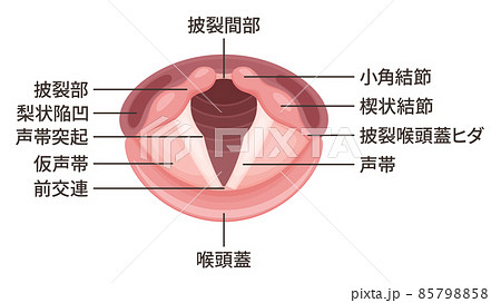 声帯のイラスト_解剖_名称 声帯のイラスト_解剖_名称 85798858