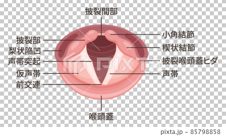 Vocal cord illustration_anatomy_name 85798858