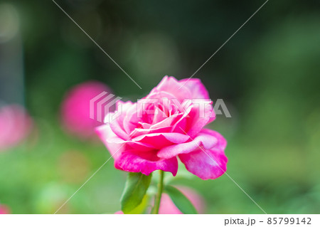 大阪府靱公園のバラ 85799142