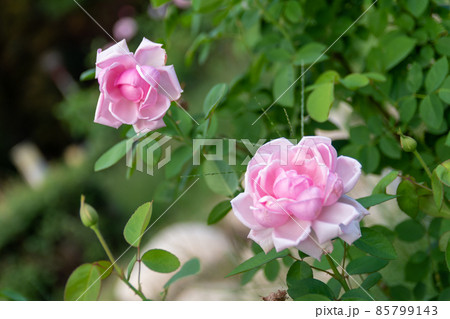 大阪府靱公園のバラ 85799143