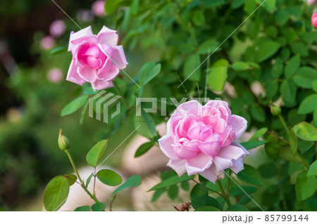 大阪府靱公園のバラ 85799144