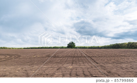 Driving bare spring field with lonely green tree Driving bare spring field with lonely green tree 85799860