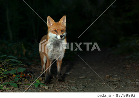 Close up of a Red fox in forest at night 85799892