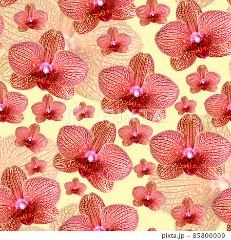 Pink orchid with red veins seamless pattern on yellow Pink orchid with red veins seamless pattern on yellow 85800009