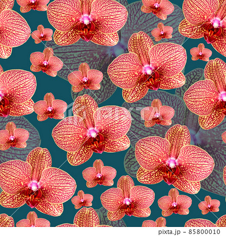 Pink orchid with red veins seamless pattern Pink orchid with red veins seamless pattern 85800010