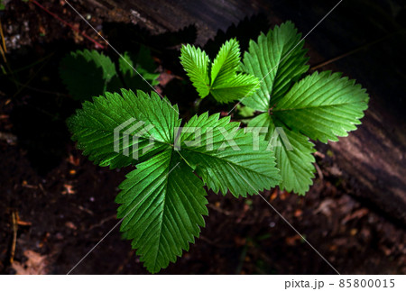 Green strawberry leaves without berries on dark background Green strawberry leaves without berries on dark background 85800015