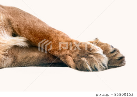 Lion front legs and paws isolated laying on white 85800152