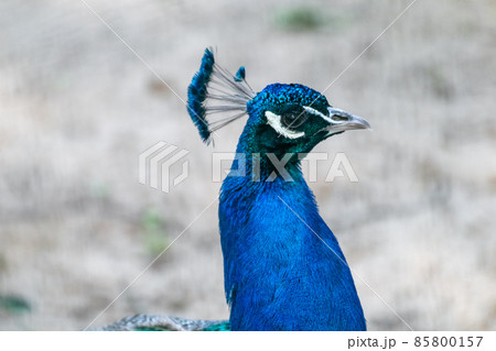 Blue peafowl with long colourful feathers walking 85800157