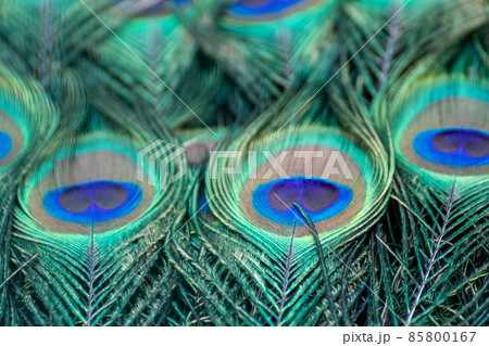 Blue peafowl long feathers with colourful eyespots 85800167