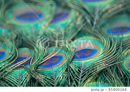 Blue peafowl long feathers with colourful eyespots Blue peafowl long feathers with colourful eyespots 85800168