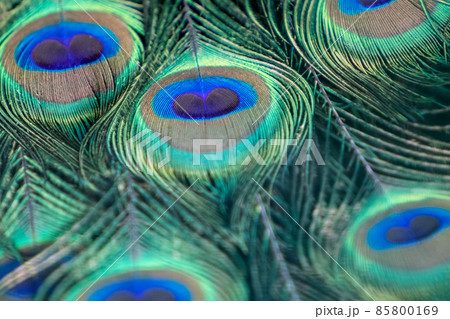 Blue peafowl long feathers with colourful eyespots 85800169