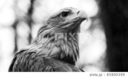 Golden eagle head close-up on blurry background Golden eagle head close-up on blurry background 85800399