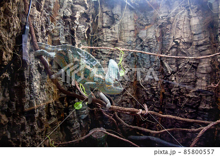 Veiled beautiful Chameleon walking on stick. Veiled beautiful Chameleon walking on stick. 85800557
