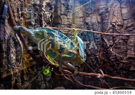 Veiled beautiful Chameleon walking on a stick. 85800559
