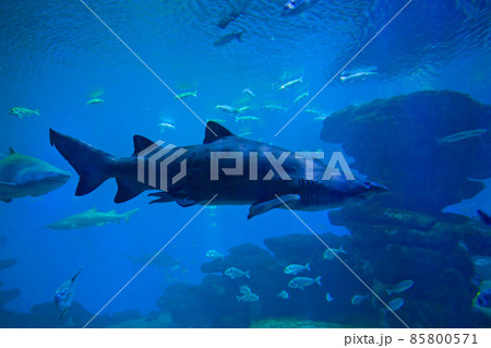 Colorful exotic tropical fishes and sharks underwater in aquarium. Colorful exotic tropical fishes and sharks underwater in aquarium. 85800571