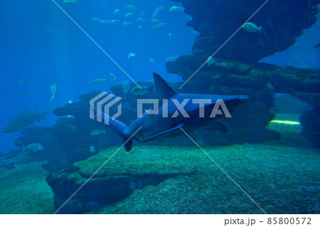 Colorful exotic tropical fishes and sharks underwater in aquarium. Colorful exotic tropical fishes and sharks underwater in aquarium. 85800572