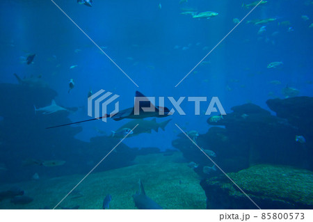 Colorful exotic tropical fishes and sharks underwater in aquarium. Colorful exotic tropical fishes and sharks underwater in aquarium. 85800573