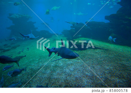 Colorful exotic tropical fishes and sharks underwater in aquarium. 85800578