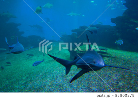Colorful exotic tropical fishes and sharks underwater in aquarium. Colorful exotic tropical fishes and sharks underwater in aquarium. 85800579
