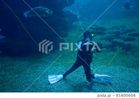 Diver with colorful exotic tropical fishes and sharks underwater in aquarium. Diver with colorful exotic tropical fishes and sharks underwater in aquarium. 85800608