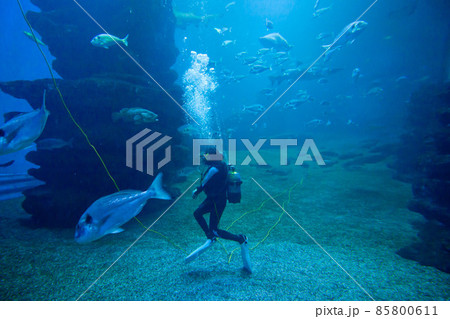 Diver with colorful exotic tropical fishes and sharks underwater in aquarium. 85800611
