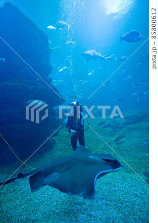 Diver with colorful exotic tropical fishes and sharks underwater in aquarium. Diver with colorful exotic tropical fishes and sharks underwater in aquarium. 85800612
