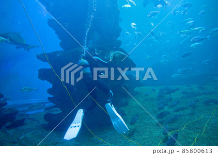 Diver with colorful exotic tropical fishes and sharks underwater in aquarium. Diver with colorful exotic tropical fishes and sharks underwater in aquarium. 85800613