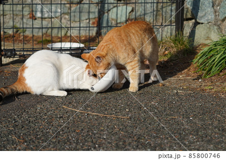 可愛い兄妹野良猫がご飯を食べにルンルン気分でやって来る 85800746
