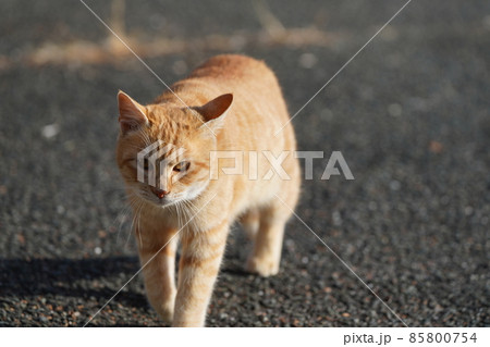 可愛い兄妹野良猫がご飯を食べにルンルン気分でやって来る 可愛い兄妹野良猫がご飯を食べにルンルン気分でやって来る 85800754