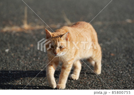 可愛い兄妹野良猫がご飯を食べにルンルン気分でやって来る 可愛い兄妹野良猫がご飯を食べにルンルン気分でやって来る 85800755