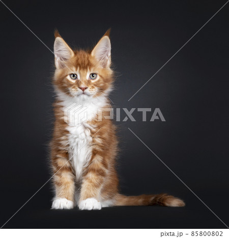 Maine Coon cat kitten on black background 85800802