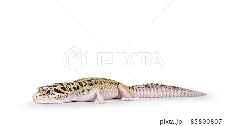 Leopard Gecko on white background 85800807