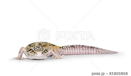Leopard Gecko on white background Leopard Gecko on white background 85800808