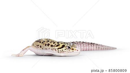 Leopard Gecko on white background 85800809