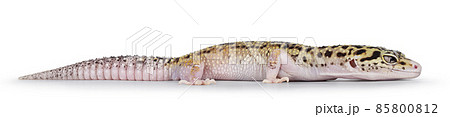 Leopard Gecko on white background 85800812