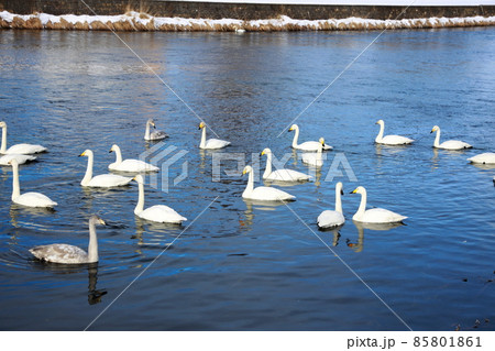千歳川の自然　白鳥　ハクチョウ 85801861