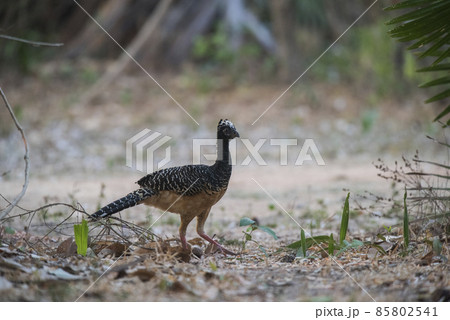 Bare faced Curassow,  Pantanal Brazil 85802541
